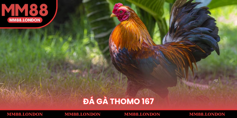 đá gà thomo 167